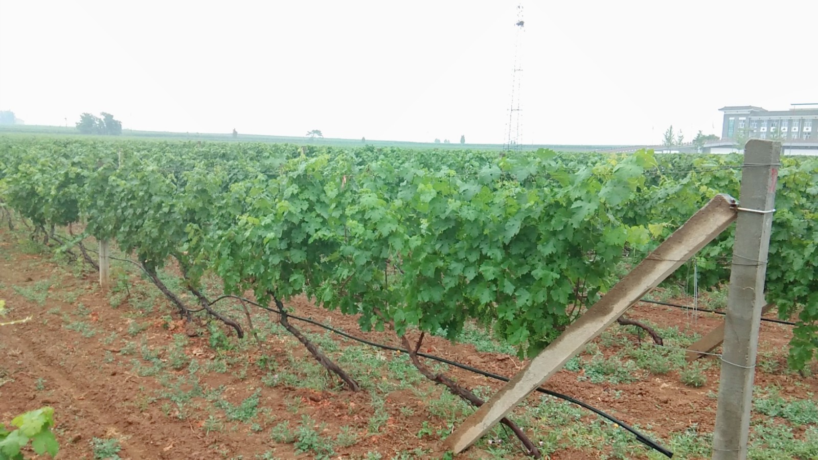 15710199692243.jpg 微信圖片_20190605165908.jpg