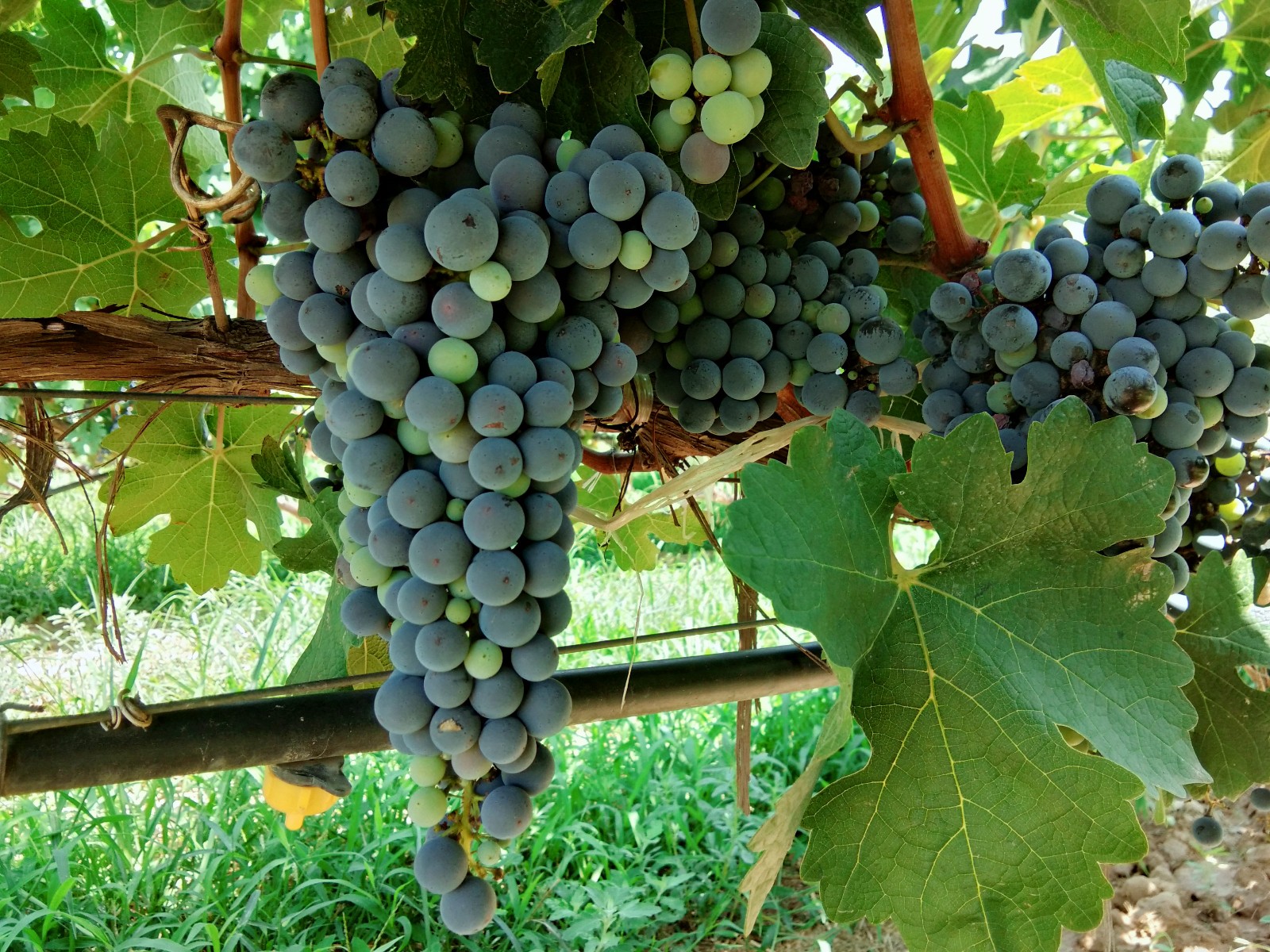 15712819039943.jpg 微信圖片_20190804161842.jpg