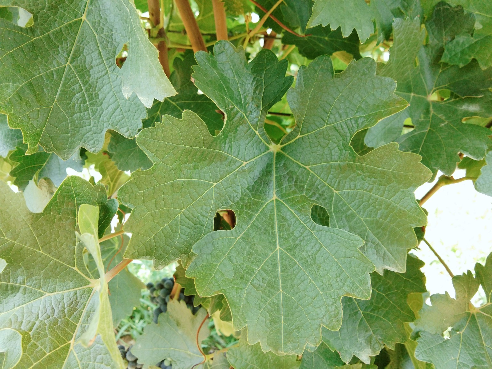 15712819258643.jpg 微信圖片_20190804161847.jpg