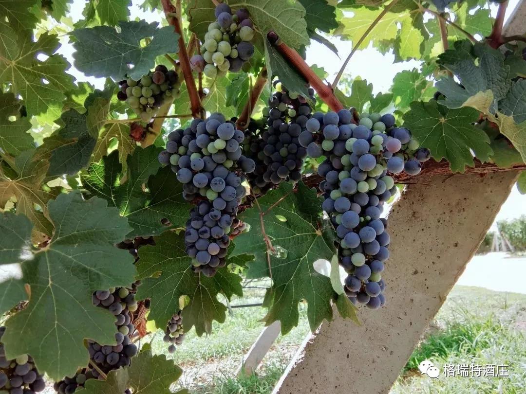 16006598064810.jpg 1.jpg